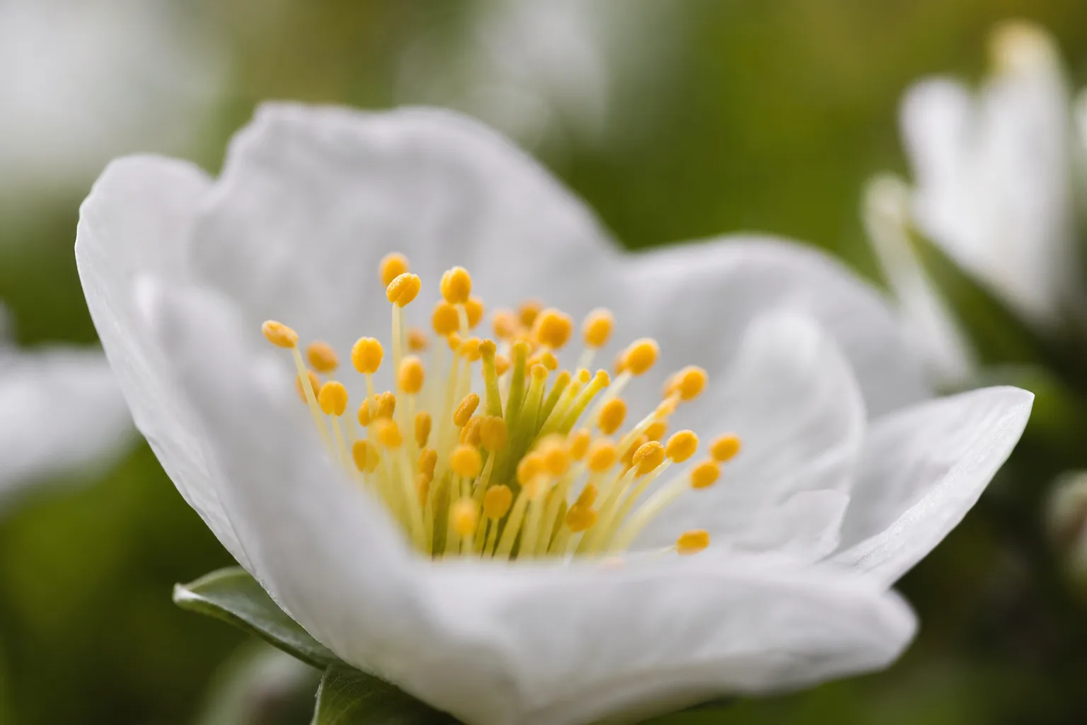Makrofotografering av en blomma med skärpa på ståndaren och mjuk bakgrund