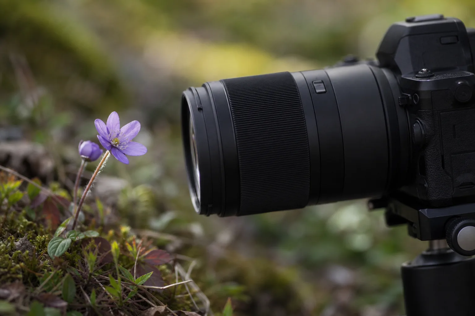 Makroobjektiv monterat på systemkamera fotograferar en blomma på nära håll