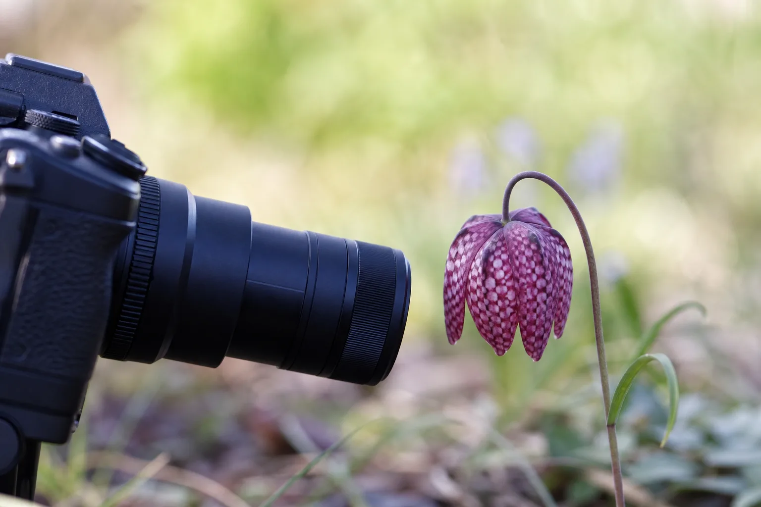 Makroobjektiv riktat mot en blomma med kraftig förstoring och kort skärpedjup i bakgrunden